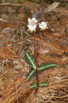 Pipsissewa <BR>Spotted wintergreen